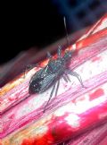 Coranus niger